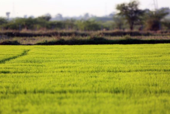 land_commodity_madras_courier