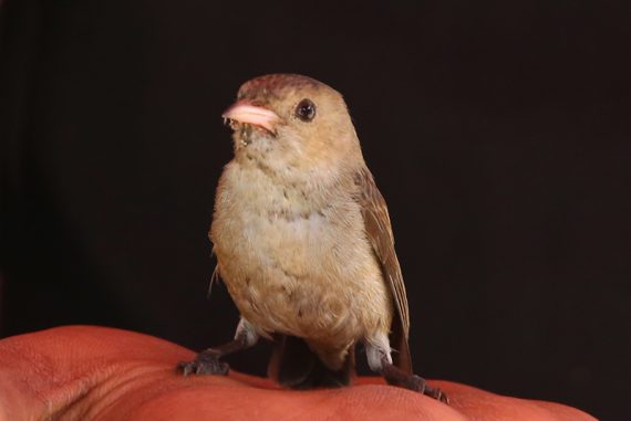 sparrow_madras_courier