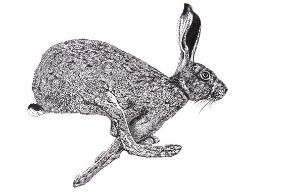 doodling_madras_courier