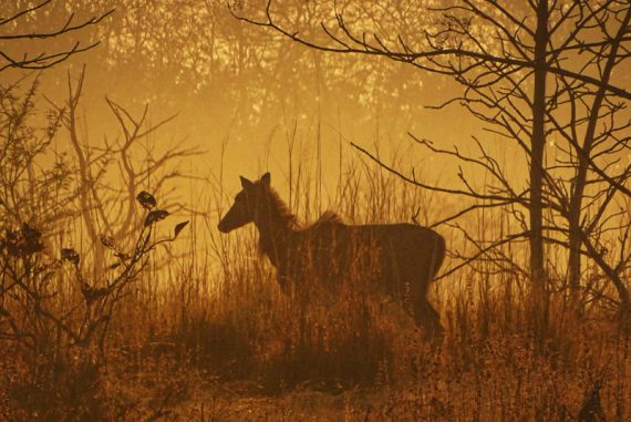 tipeshwar_madras_courier