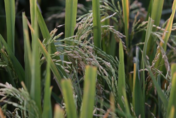 food_biodiversity_madras_courier