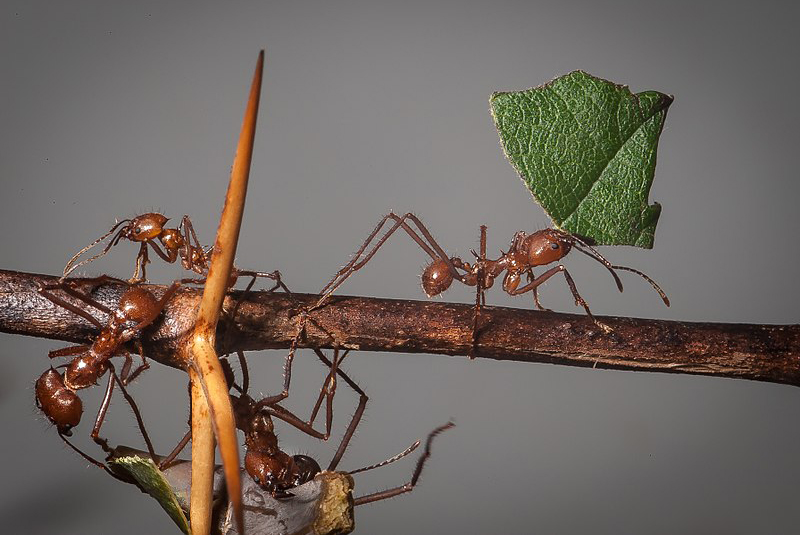 ants_agriculture_madras_courier