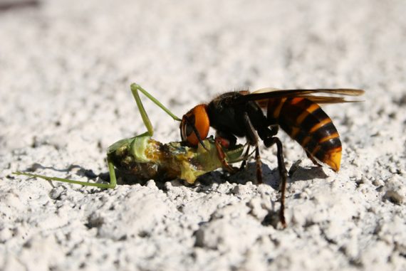 japanese_giant_hornet_madras_courier