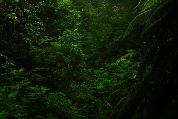 forests_madras_courier