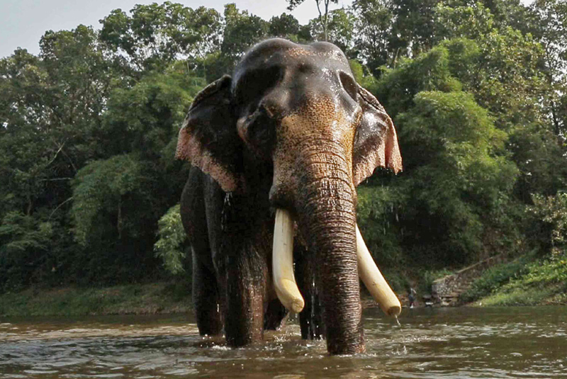 How Forest Elephants Help Fight Climate Change | Madras Courier