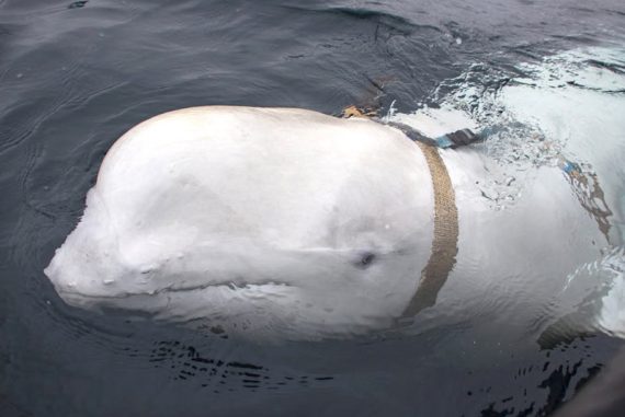 beluga_whale_spy_russia_madras_courier