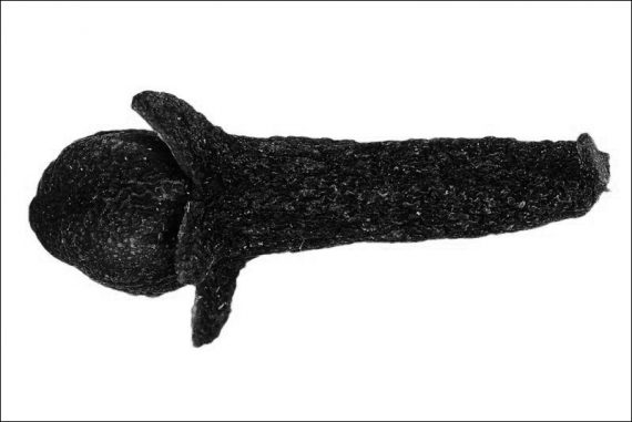 clove_madras-courier