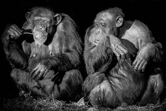 madras_courier_chimpanzee_language