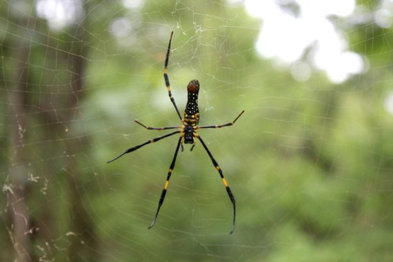 spider_madras_courier