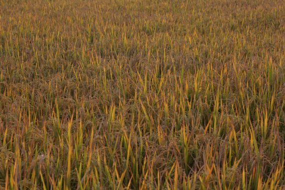 agriculture_food_system