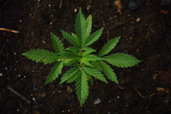 ganja_madras_courier