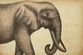 elephant_madras_courier-37