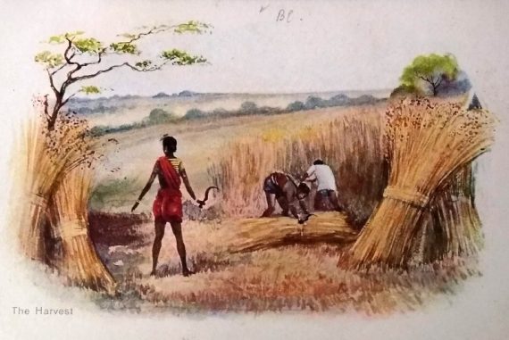 the_harvest_madras_courier