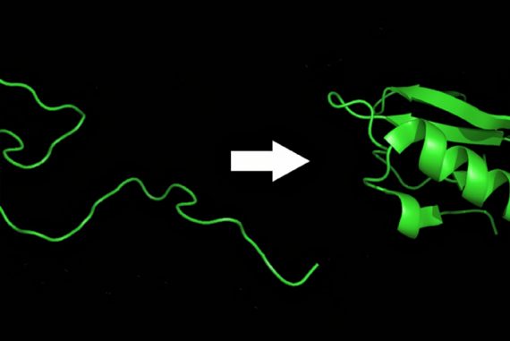 a_simple_chain_of_amino_acids_madras_courier