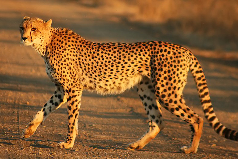 cheetah_madras_courier