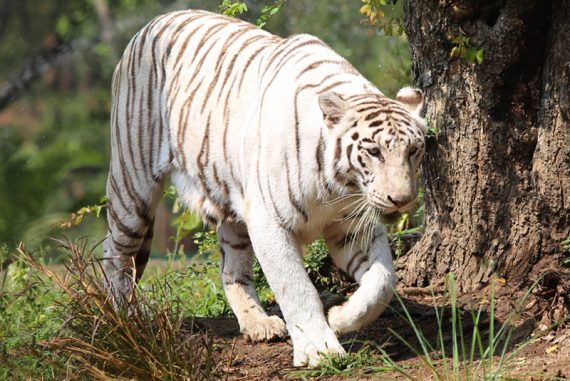 The White Tiger | Madras Courier