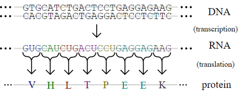 dna_rna_protein_madras_courier