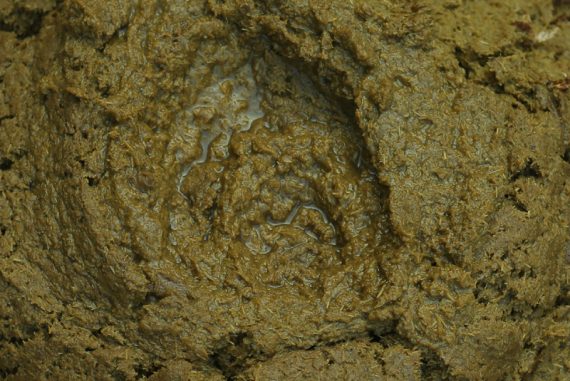 cow_dung_madras_courier