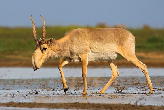 saiga_antelope_madras_courier