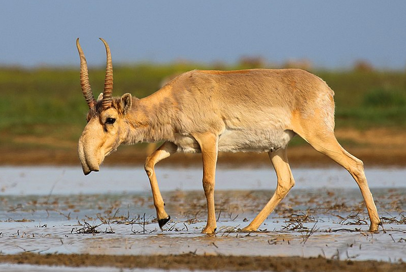 The Saiga Antelope, A Critically Endangered Species, Is Making A Comeback |  Madras Courier