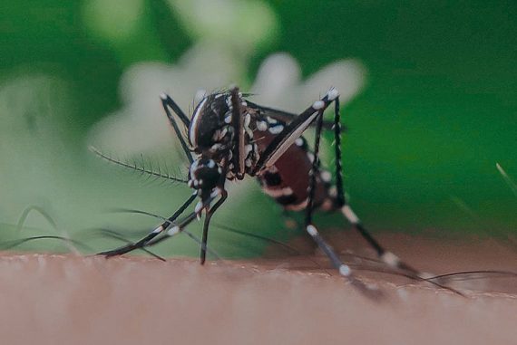 zika_virus_madras_courier