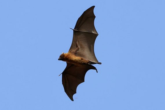 bat_madras_courier