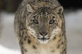 snow_leopard_madras_courier