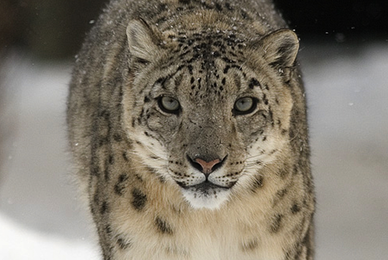 snow_leopard_madras_courier