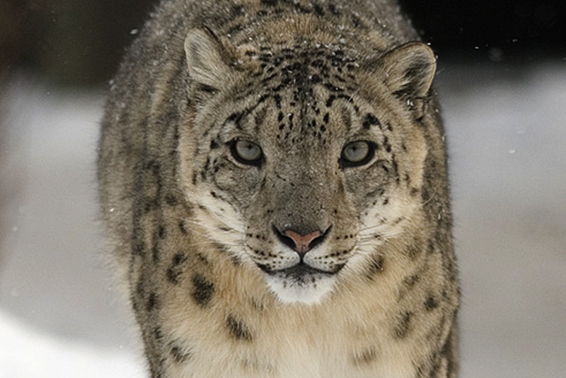 Snow Leopard (Leopard skin) Concept