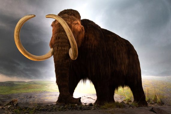 Can Scientists Bring Back Woolly Mammoths? | Madras Courier