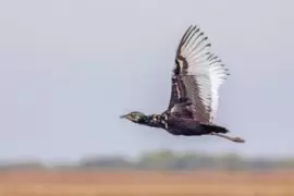 Bengal_Florican_Madras_Courier