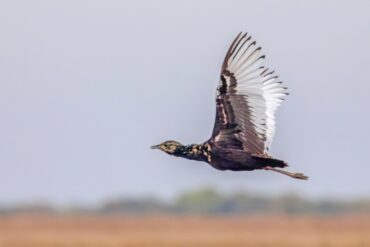 Bengal_Florican_Madras_Courier