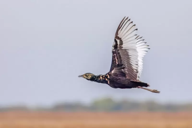 Bengal_Florican_Madras_Courier