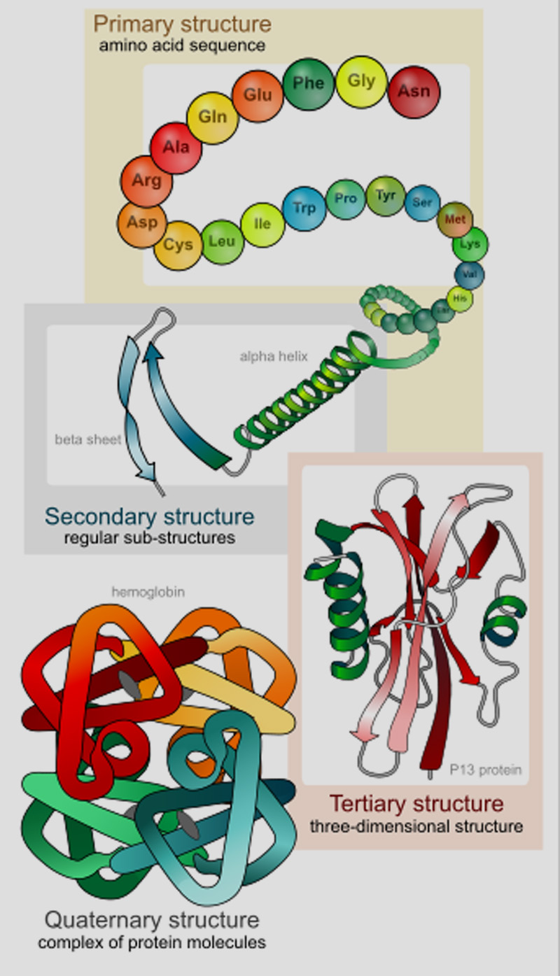 main_protein_structure_levels_een_madras_courier
