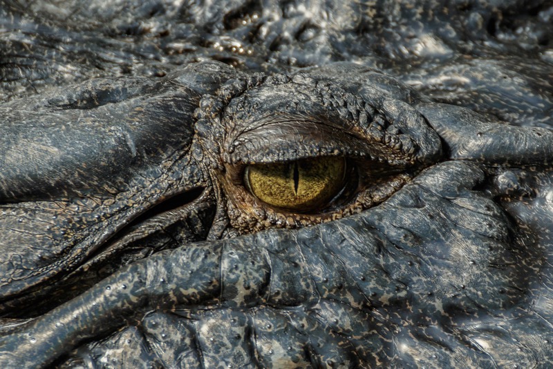 Albino alligator. Legend has it that those who gaze upon these