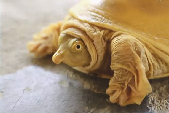 golden_flap_turtle_madras_courier