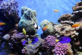 coral_reefs_ocean_madras_courier
