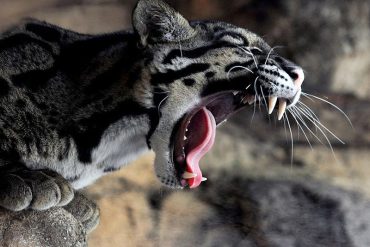 clouded_leopard_madras_courier
