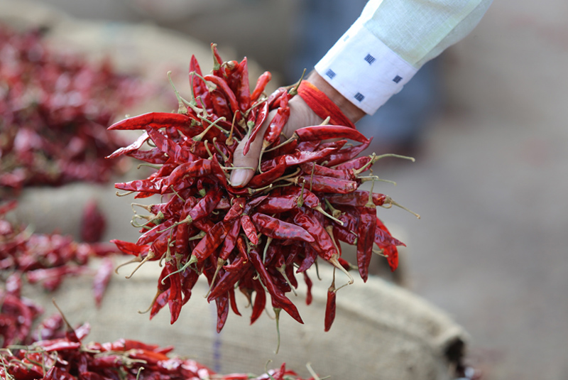 The Curious Connection Between Chillies & Vasco da Gama | Madras Courier