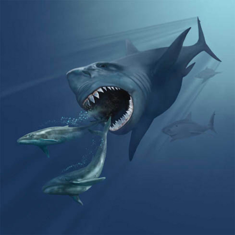 megalodon_madras_courier