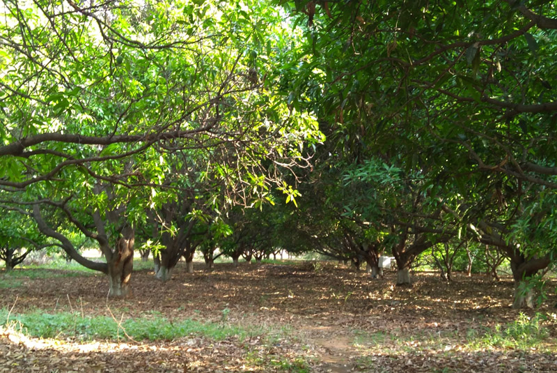 food_forest_madras_courier