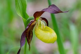 ladys_slipper_orchid_madras_courier