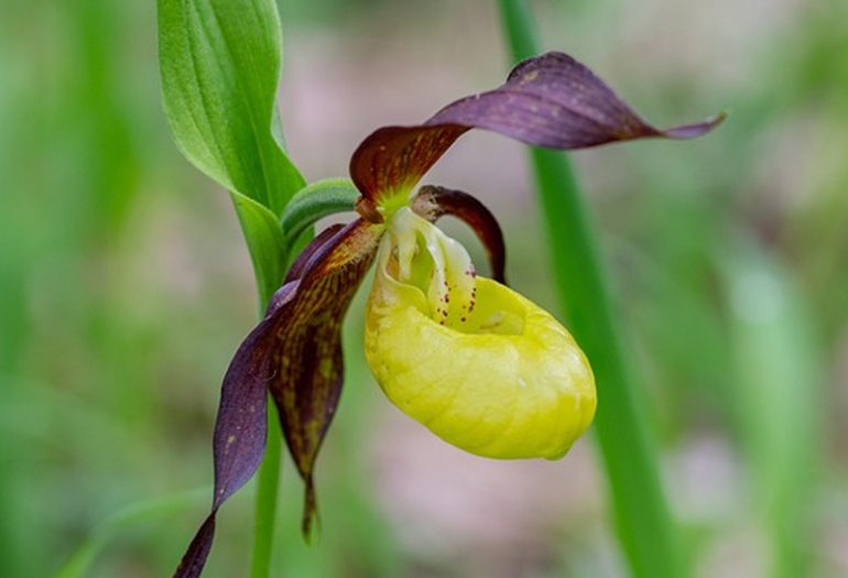 Lady’s Slipper Orchid The Meghalayan Orchid That Was Popular With The