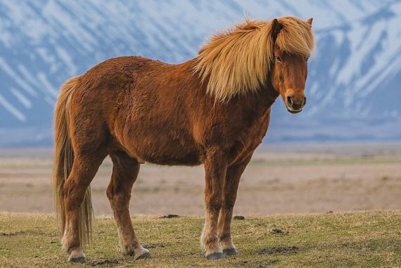 zaniskari_madras_courier