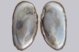 fresh_water_mussels_madras_courier