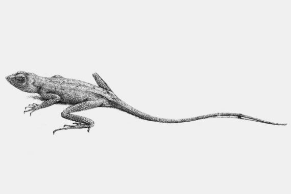 otocryptis_beddomii_madras_courier