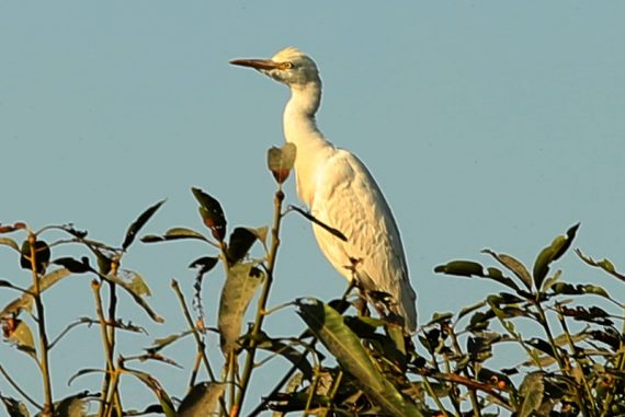 biodiversity_madras_courier