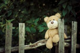 Teddy-bear-madras-courier