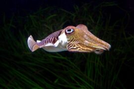 cuttlefish-madras-courier