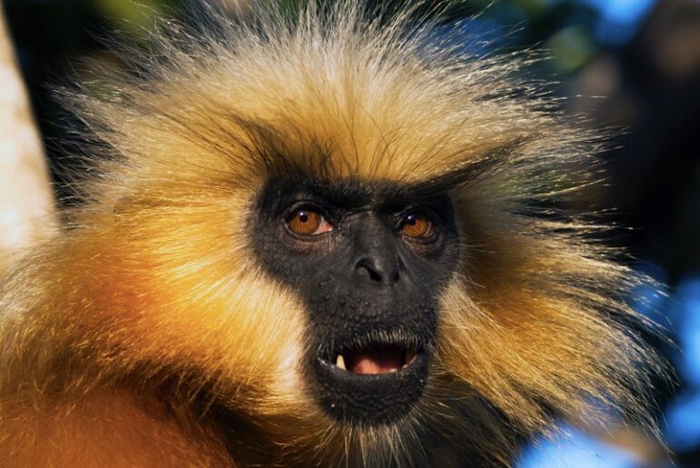 The Gee’s Golden Langur, World’s Rarest Primate, Is Calling For Help ...